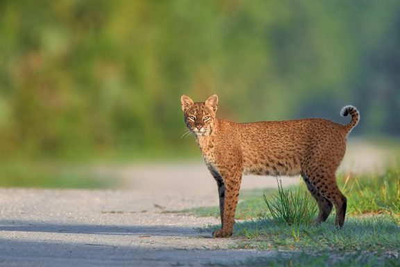 Deer, Fawn, Turkey, Bobcat 