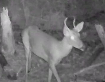 Spike Buck, & Big Buck Running